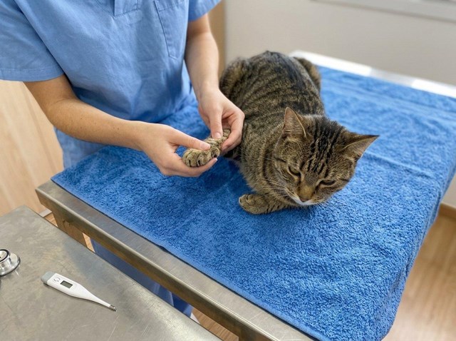 Así cuidamos a tu gato en cada etapa: medicina felina preventiva en Ferrol - Imagen 1