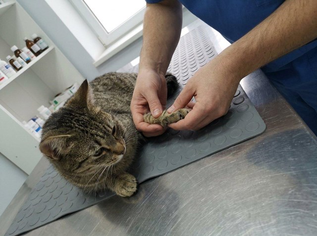 Así cuidamos su bienestar: seguimiento de enfermedades crónicas en gatos en Ferrol - Imagen 1