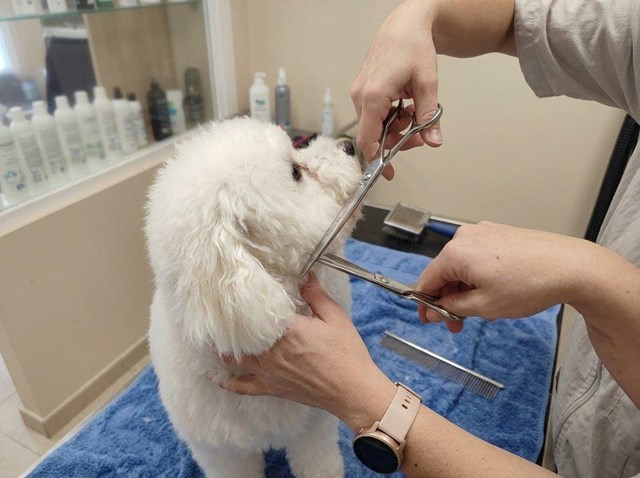 Cortes higiénicos y baños terapéuticos: la peluquería canina y felina en Ferrol - Imagen 1