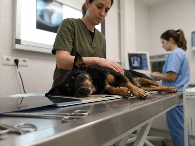 Diagnóstico preciso con radiografías para mascotas en Ferrol - Imagen 1