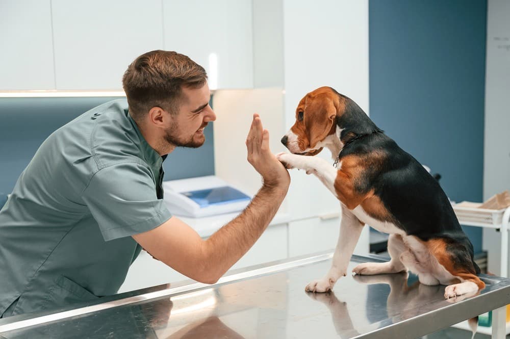 Centro veterinario en Ferrol