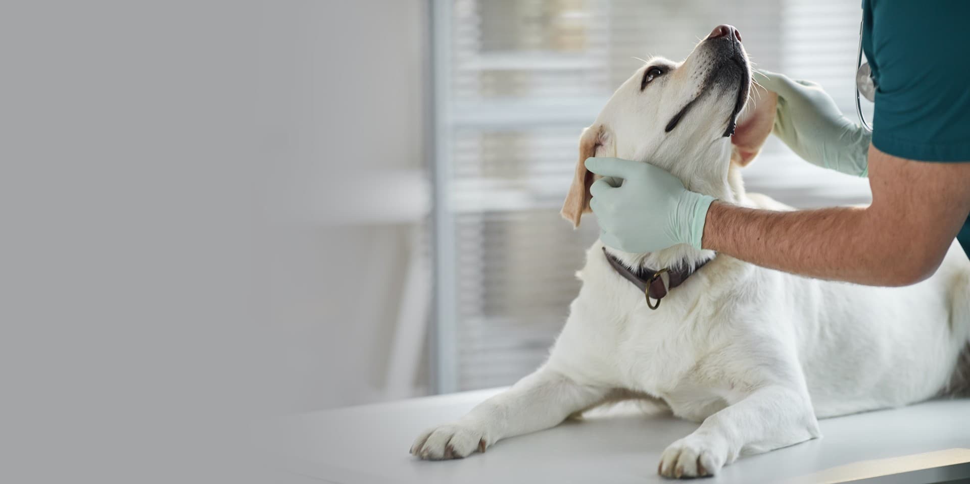 Veterinario de urgencias en Ferrol