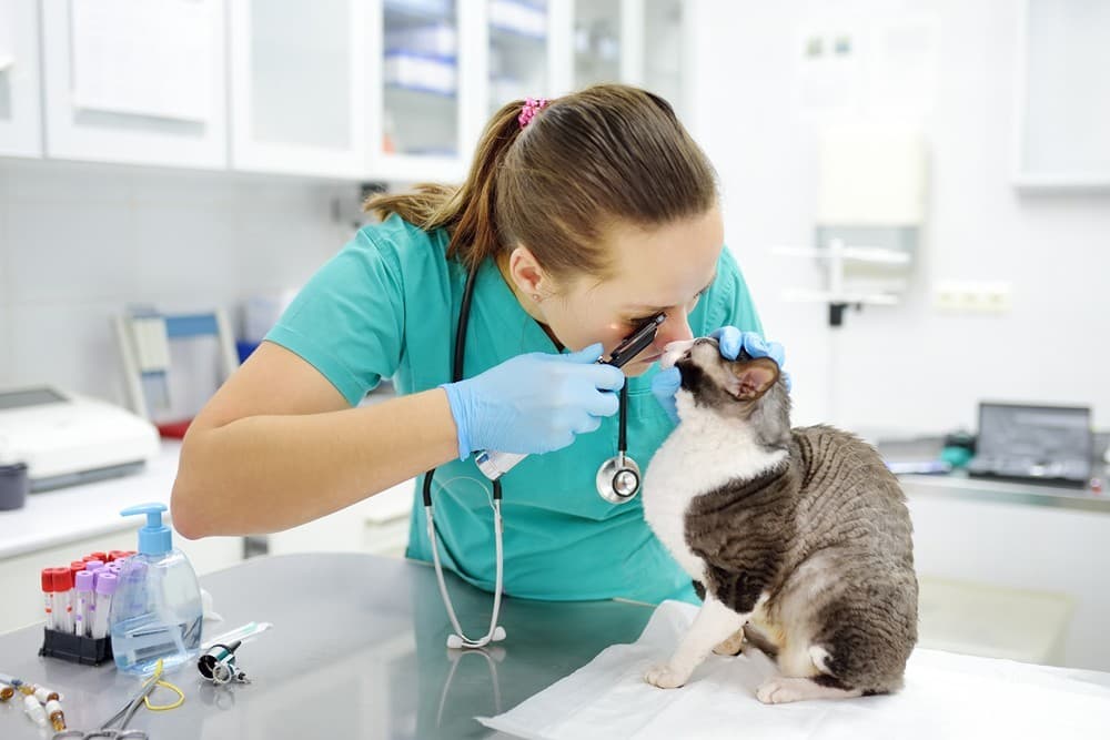 Plan de salud anual para mascotas en Ferrol