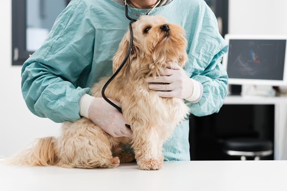 Servicio integral de veterinaria en Ferrol