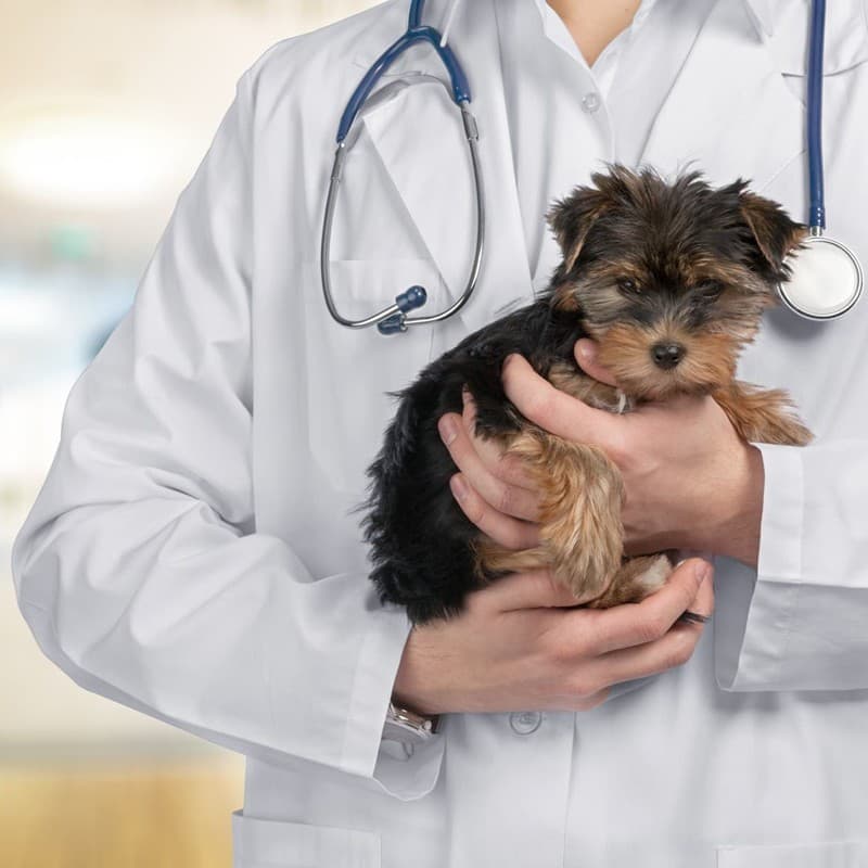 Servicios veterinarios en Ferrol