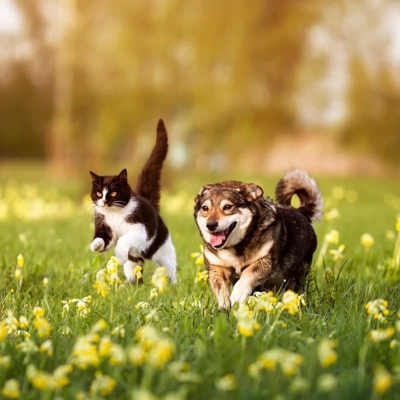 Datos de contacto de Bichopolis en Ferrol