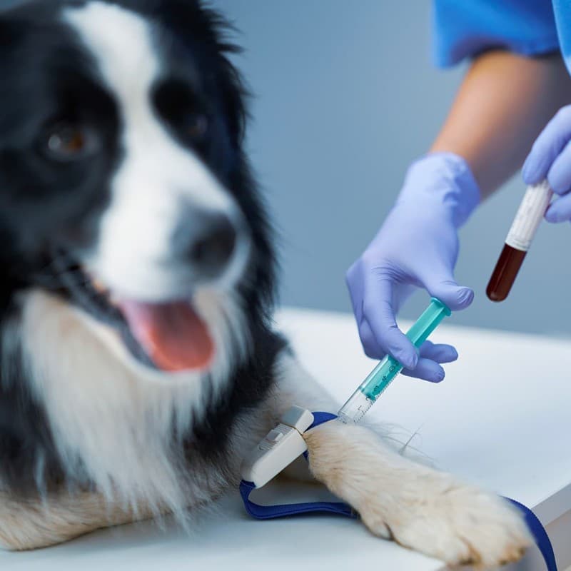 Laboratorio veterinario en Ferrol