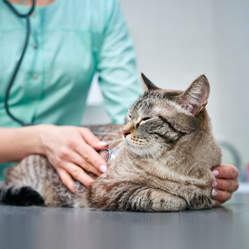 Medicina felina en Ferrol