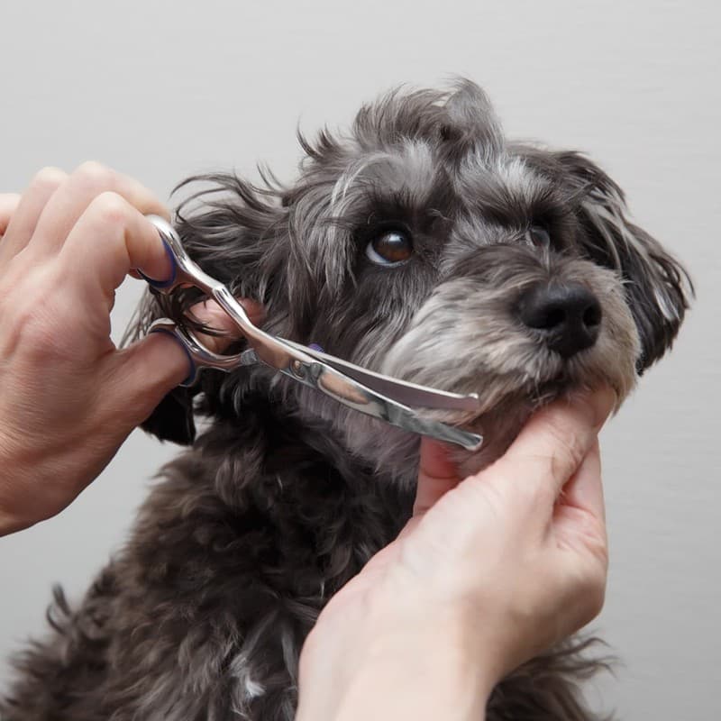 Peluquería de mascotas en Ferrol