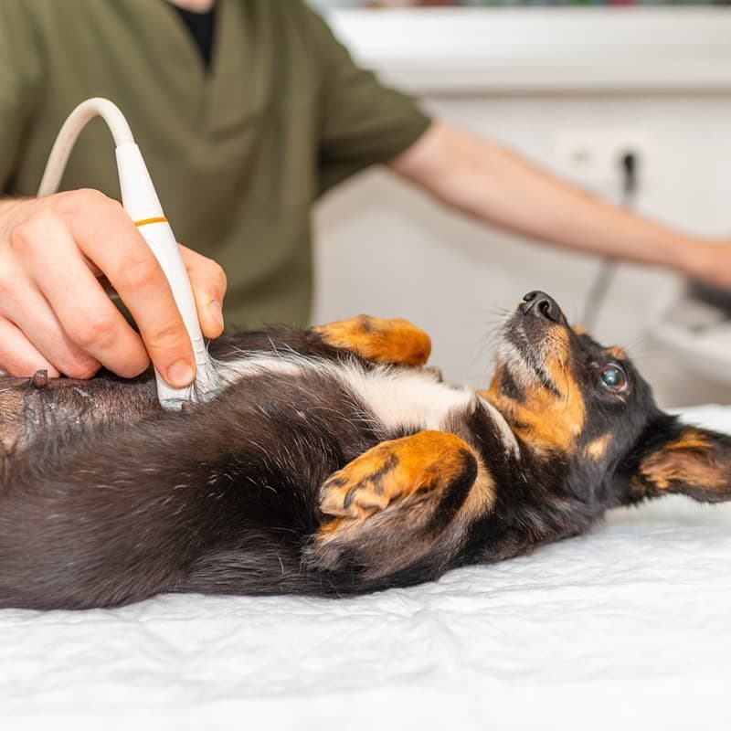 Radiografía mascotas en Ferrol
