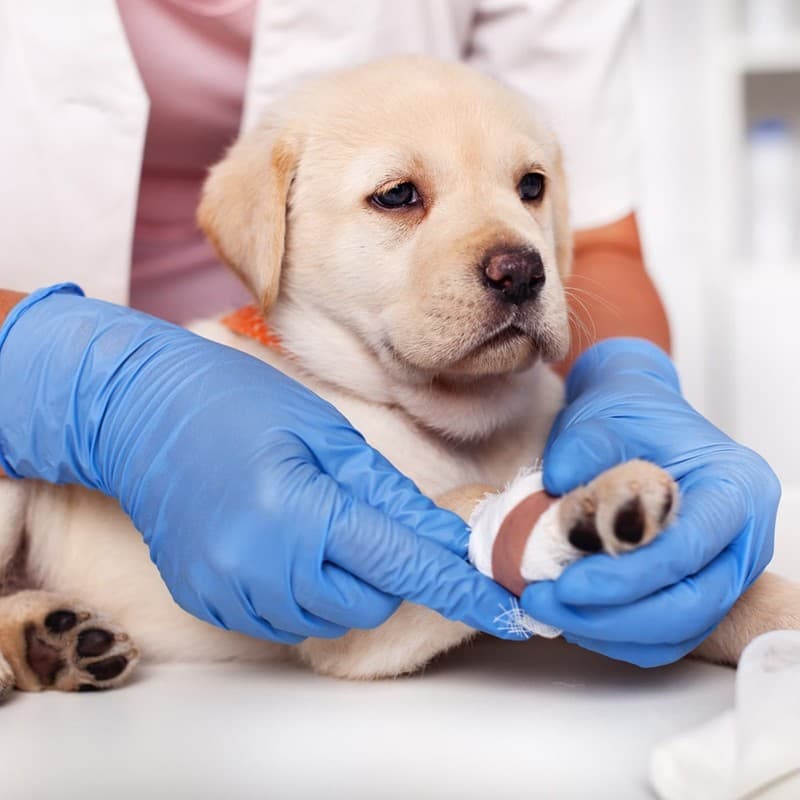 Plan de salud para mascotas en Ferrol