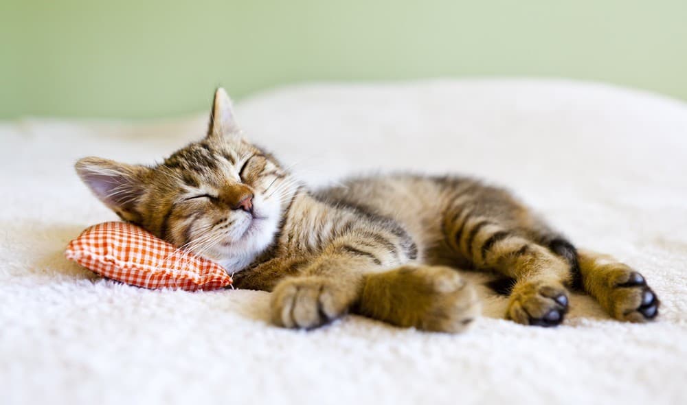 Seguro medico para mascotas en Ferrol