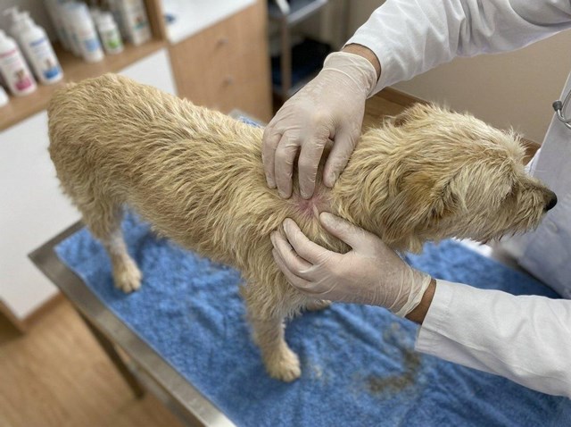 ¿Picores o alergias? Dermatología en mascotas en Ferrol - Imagen 1