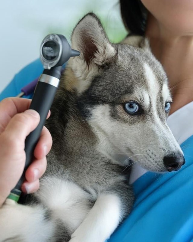 Todos los servicios para tu mascota en un mismo lugar